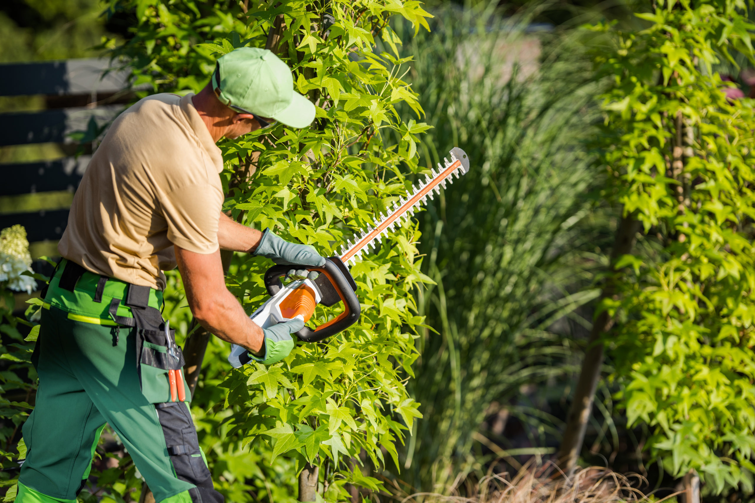 Rear View Photo of Caucasian Gardener Trimming Green Plant with the Use of Power Hedge Trimmer Gardening Equipment. Professional Landscape Design Care and Maintenance Services.