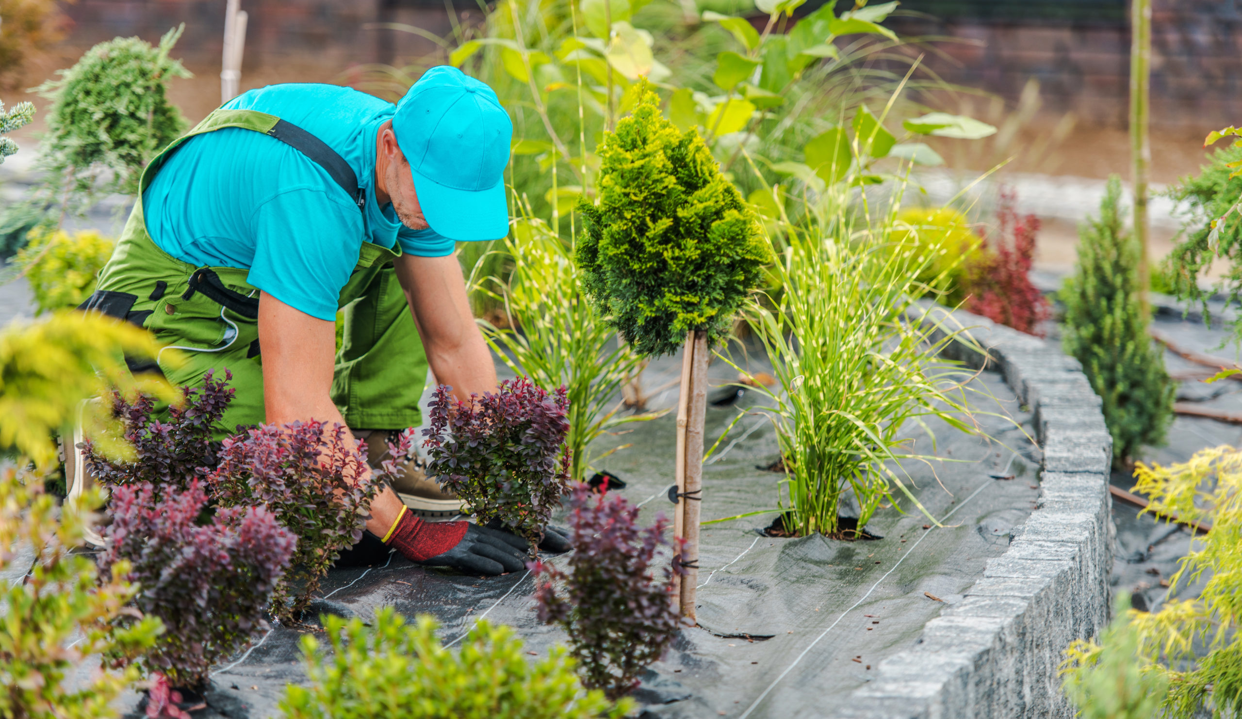 Professional Landscaper Taking Care of Ornamental Plants During Seasonal Garden Maintenance Visit.