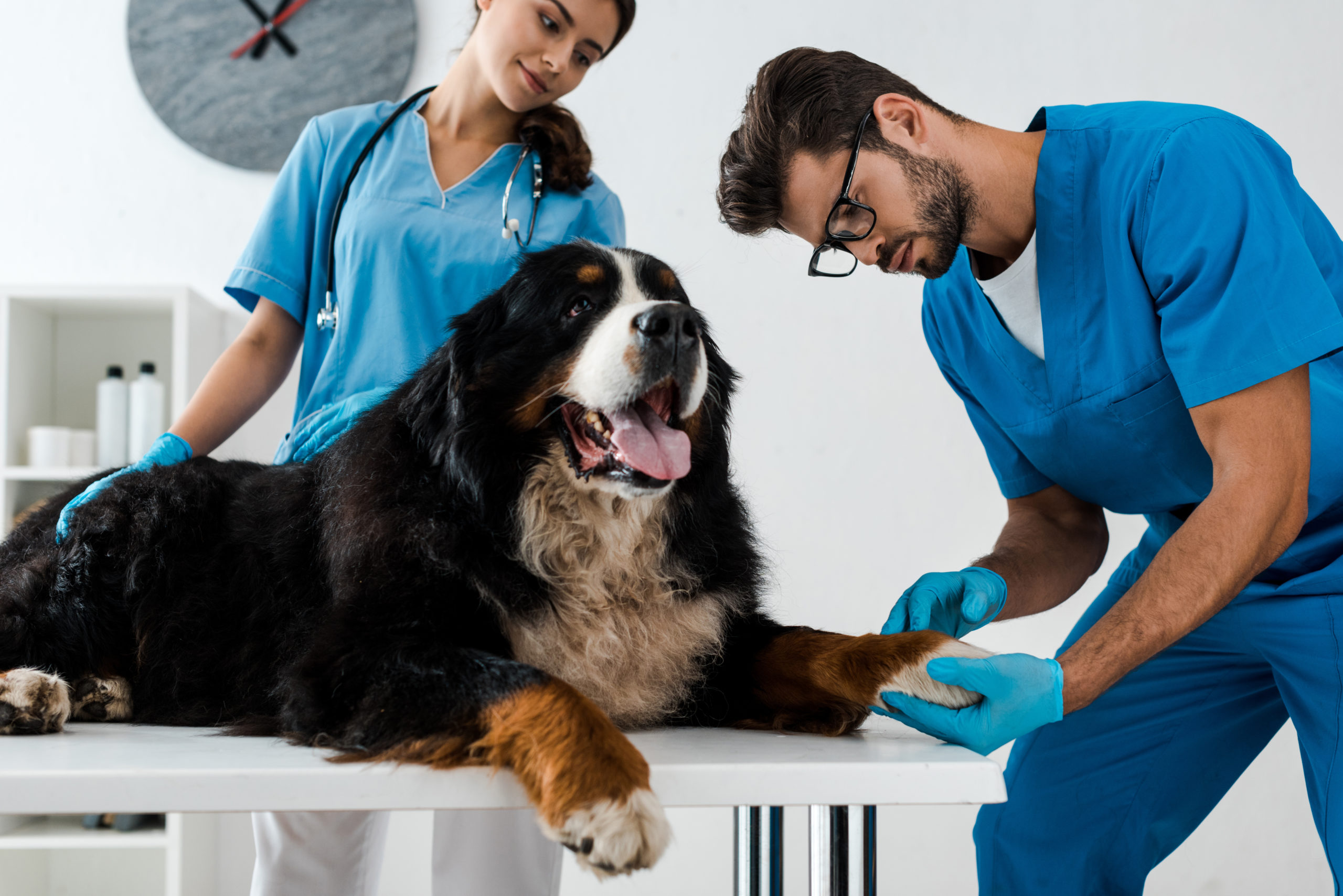 smiling veterinarian looking at colleague examining paw of bernese mountain dog lying on table