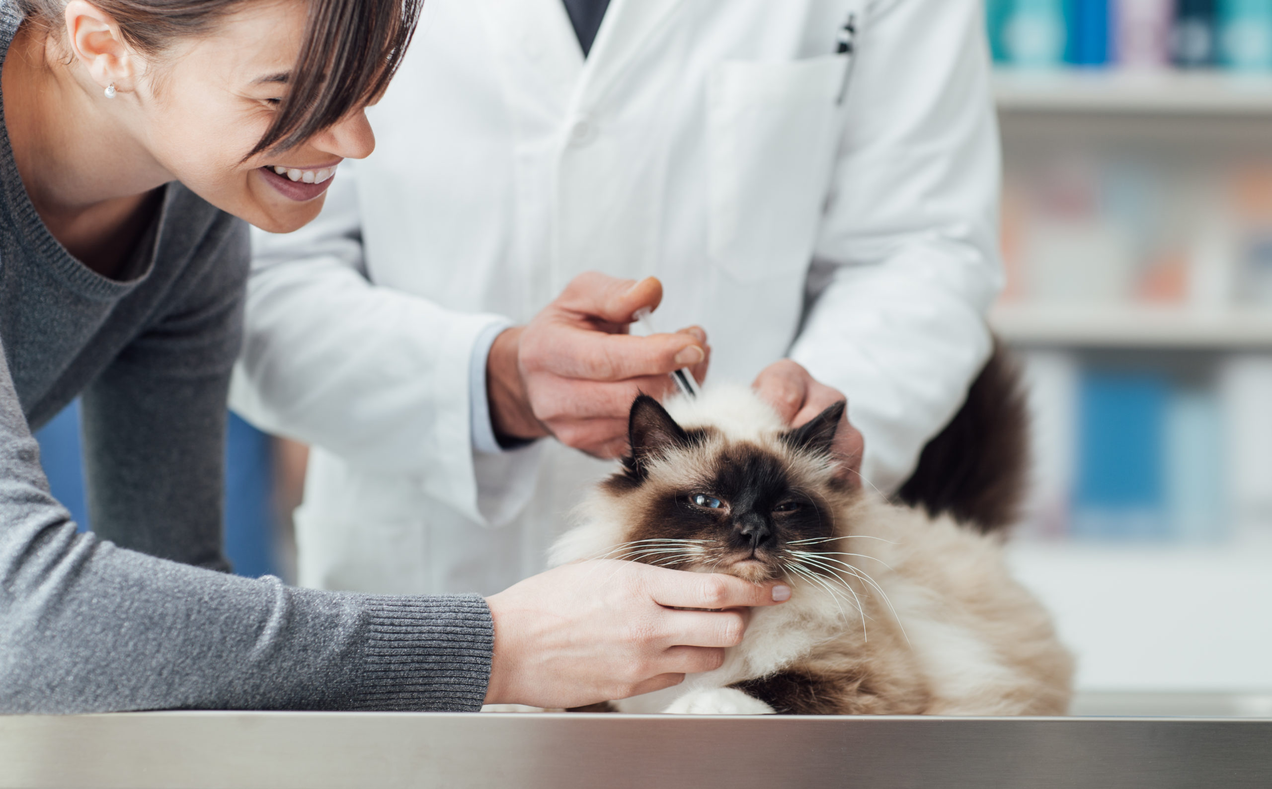 Veterinarian giving an injection to a cat on the surgical table, pet healthcare concept